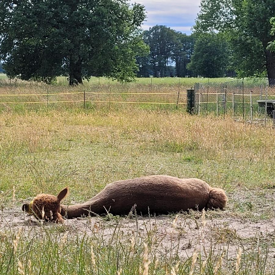 Maerchenhaft Urlauben Auf Dem Alpakahof Apartment Rambow Luaran gambar